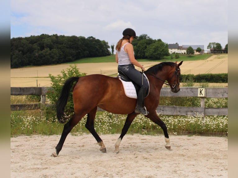 Westfale Stute 6 Jahre 172 cm Brauner in Beverungen