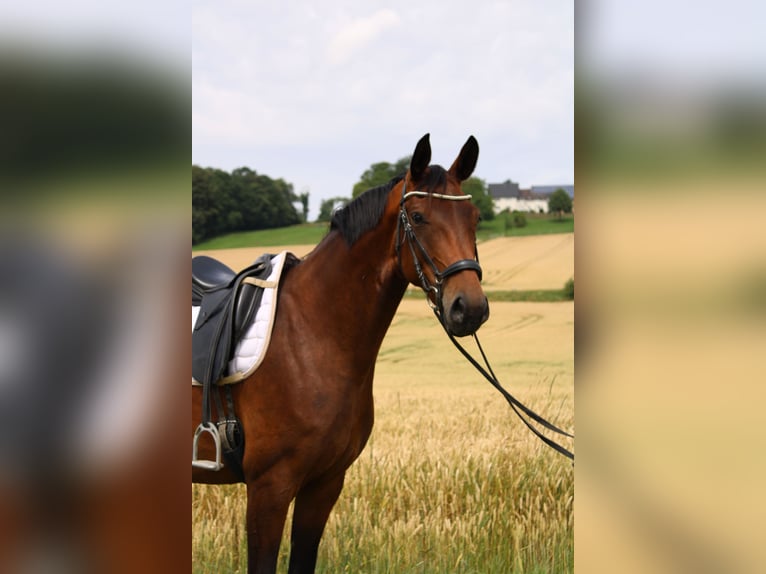 Westfale Stute 6 Jahre 172 cm Brauner in Beverungen