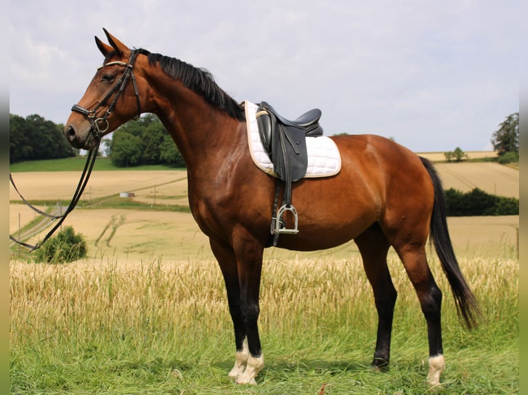 Westfale Stute 6 Jahre 172 cm Brauner in Beverungen