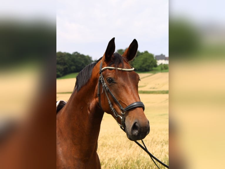 Westfale Stute 6 Jahre 172 cm Brauner in Beverungen