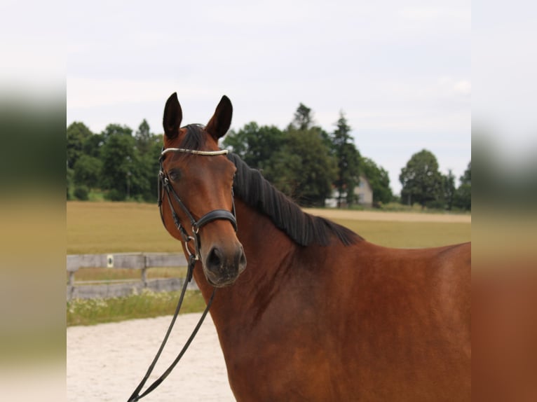 Westfale Stute 6 Jahre 172 cm Brauner in Beverungen