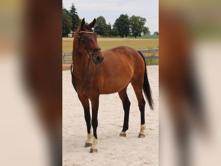 Westfale Stute 6 Jahre 172 cm Brauner in Beverungen