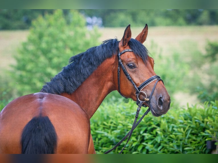 Westfale Stute 6 Jahre 172 cm Brauner in Nordhorn