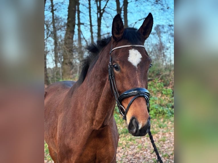 Westfale Stute 6 Jahre 172 cm Brauner in Heek