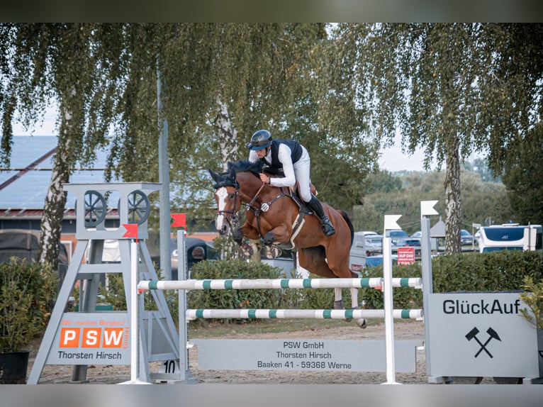 Westfale Stute 6 Jahre 172 cm Brauner in Münster