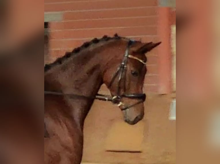 Westfale Stute 6 Jahre 173 cm Brauner in Lippetal