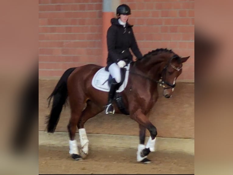 Westfale Stute 6 Jahre 173 cm Brauner in Lippetal