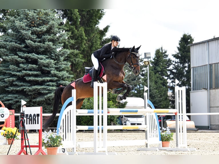 Westfale Stute 6 Jahre 173 cm Brauner in Mote&#x161;ice