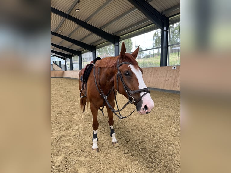 Westfale Stute 6 Jahre 173 cm Fuchs in Kürten