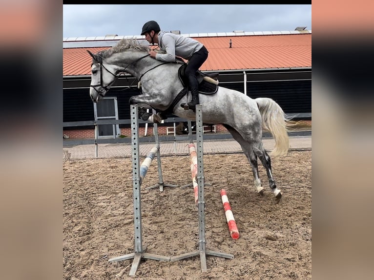 Westfale Stute 6 Jahre 173 cm Schimmel in Warendorf
