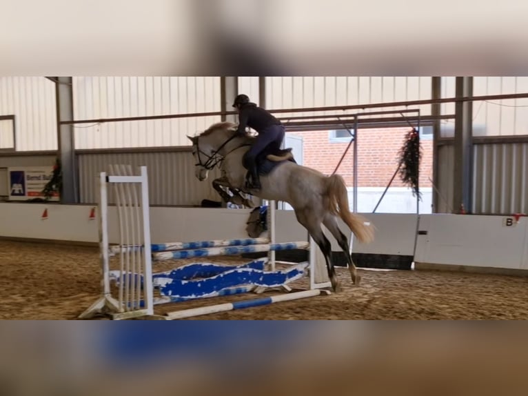 Westfale Stute 6 Jahre 173 cm Schimmel in Warendorf