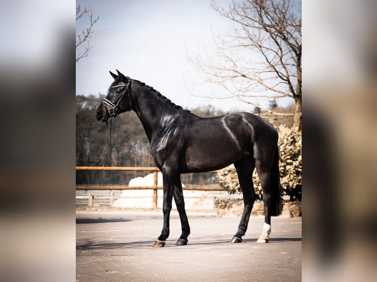 Westfale Stute 6 Jahre 175 cm Dunkelbrauner in Senden