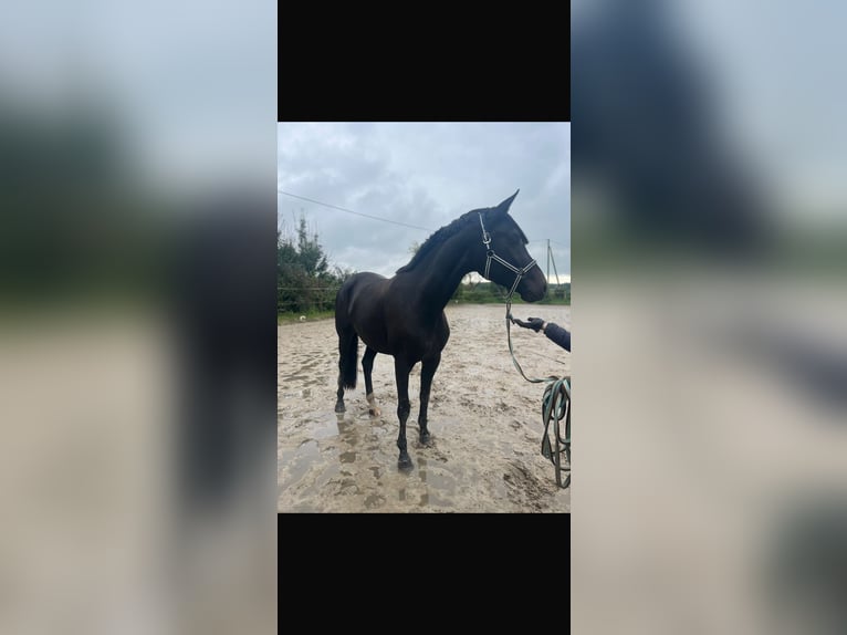 Westfale Stute 6 Jahre 175 cm Dunkelbrauner in Senden