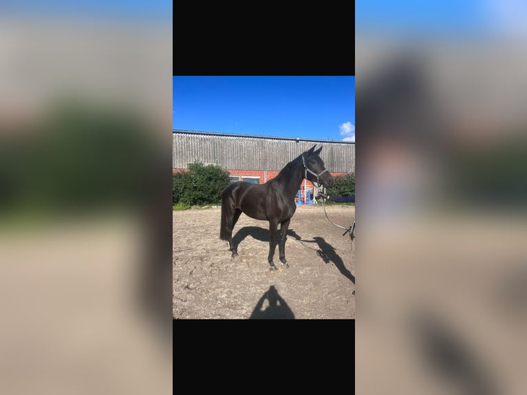 Westfale Stute 6 Jahre 175 cm Dunkelbrauner in Senden