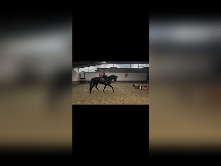 Westfale Stute 6 Jahre 175 cm Dunkelbrauner in Senden