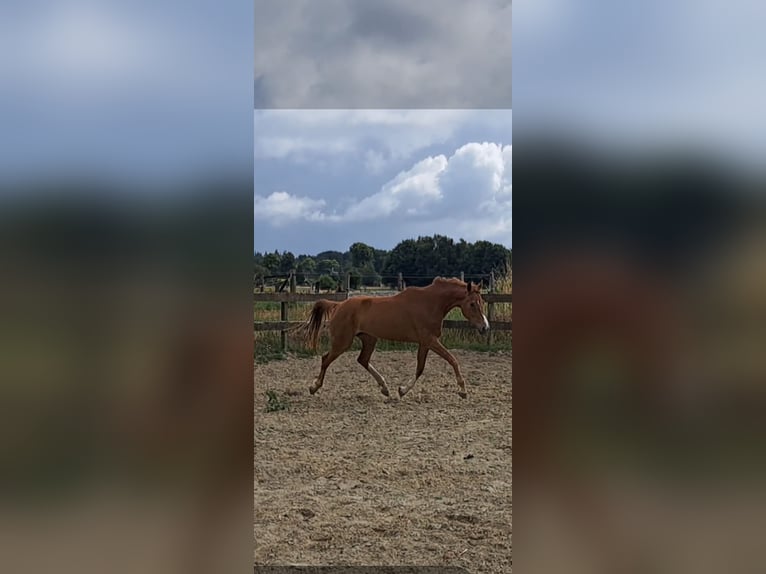 Westfale Stute 6 Jahre 175 cm Fuchs in Stokkum