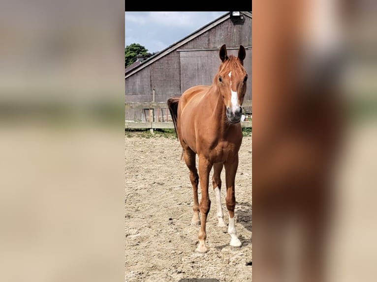 Westfale Stute 6 Jahre 175 cm Fuchs in Stokkum