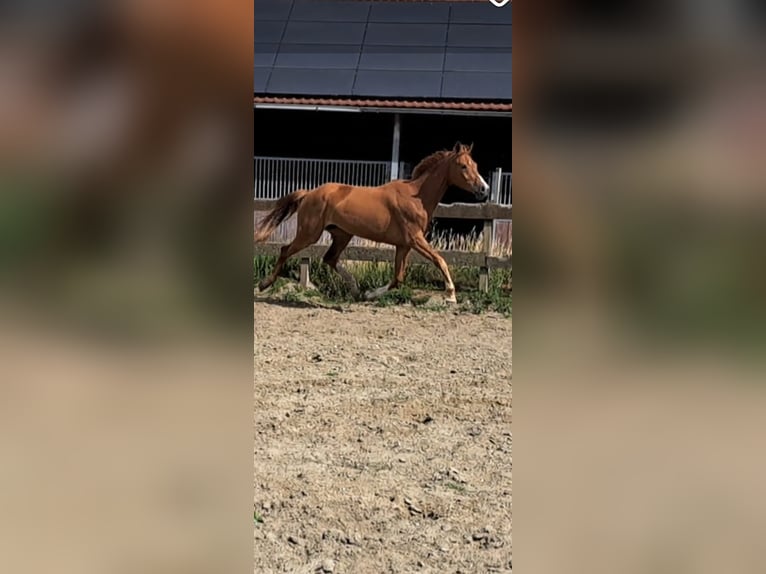 Westfale Stute 6 Jahre 175 cm Fuchs in Stokkum