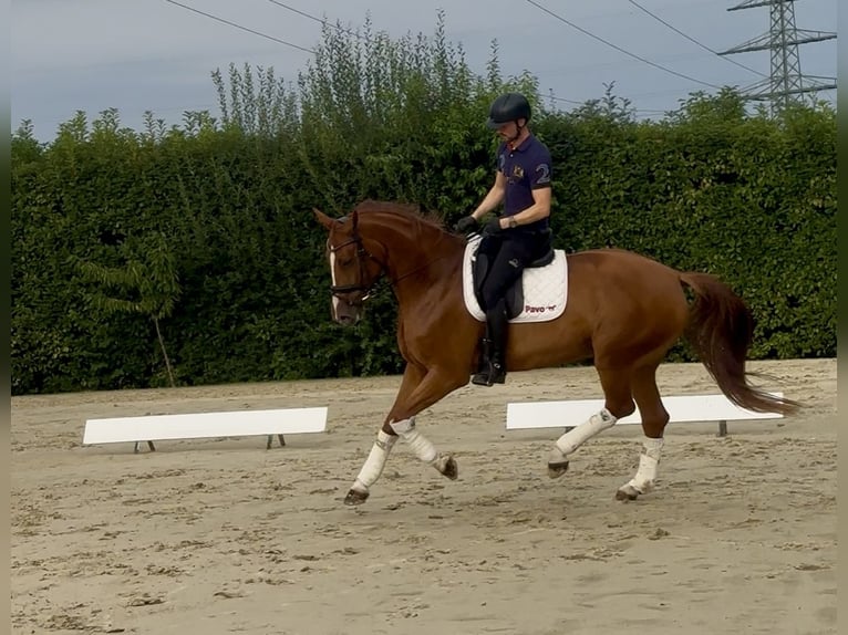Westfale Stute 6 Jahre 175 cm Fuchs in Herten