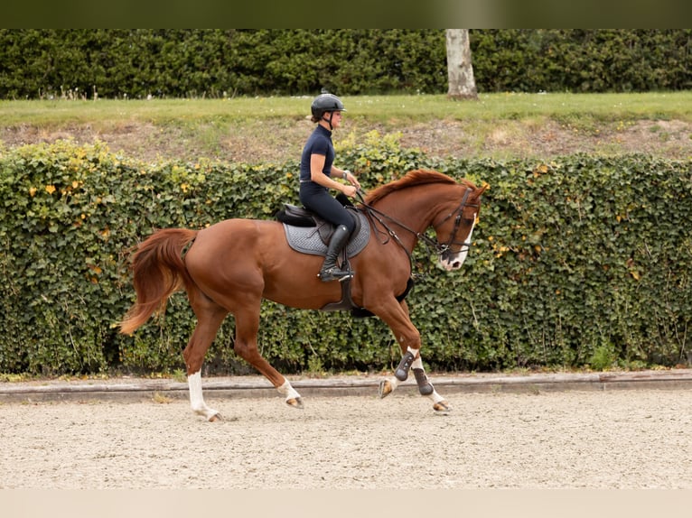 Westfale Stute 6 Jahre 175 cm Fuchs in Neunkirchen-Seelscheid