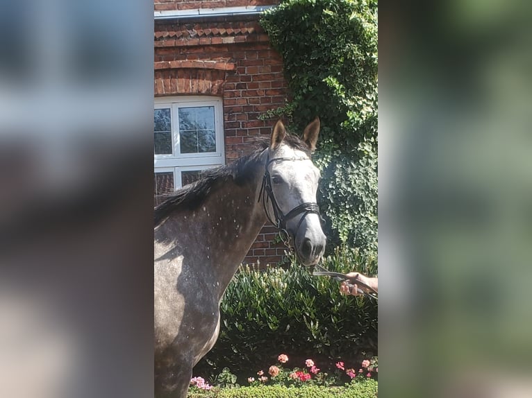 Westfale Stute 6 Jahre 178 cm Schimmel in Sassenberg