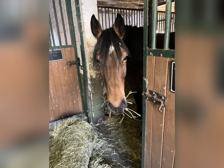 Westfale Stute 6 Jahre 179 cm Brauner in Ascheberg