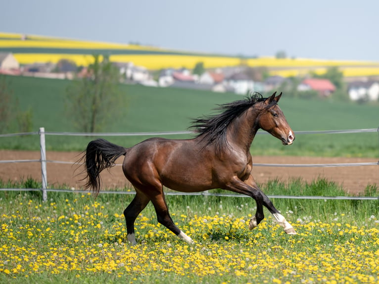 Westfale Stute 7 Jahre 158 cm Brauner in Prague