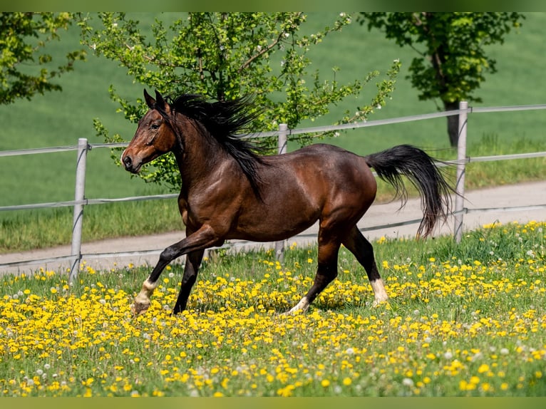 Westfale Stute 7 Jahre 158 cm Brauner in Prague