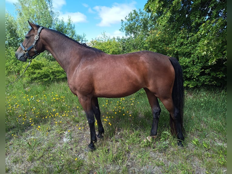 Westfale Stute 7 Jahre 160 cm Brauner in Kasseedorf Westfale Stute 7 Jahre 160 cm Brauner in Kasseedorf