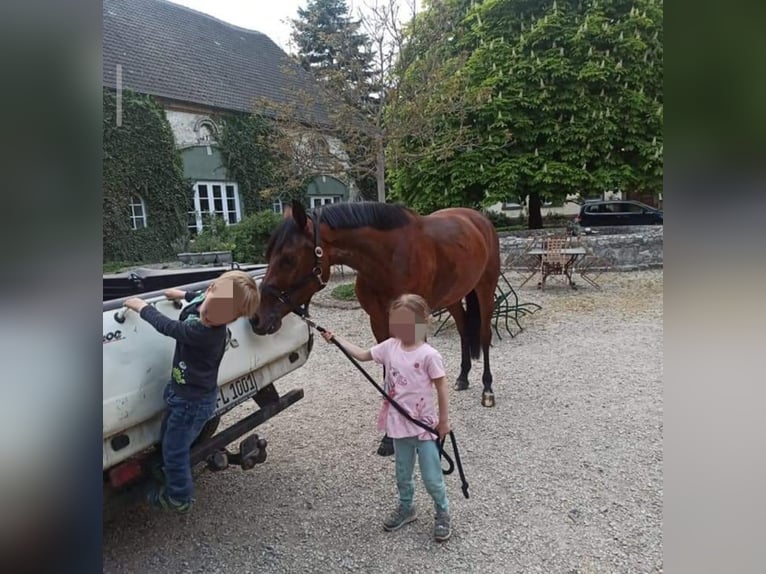 Westfale Stute 7 Jahre 160 cm Brauner in Warstein