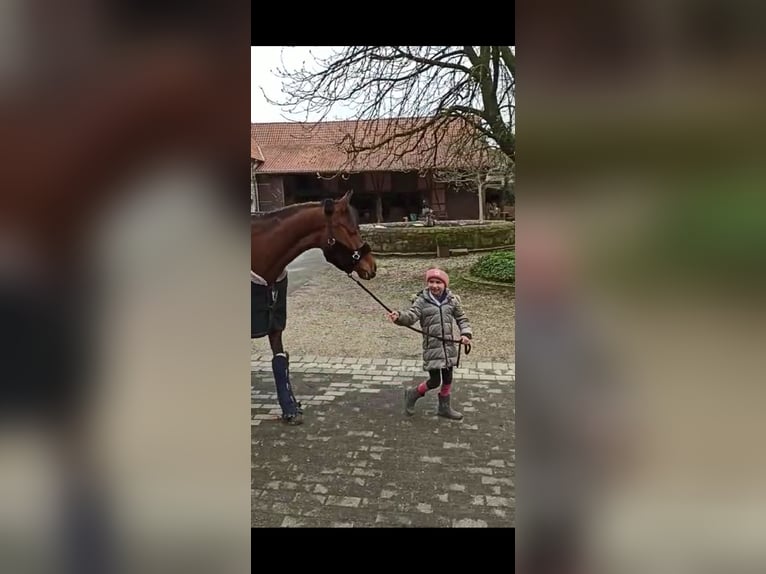 Westfale Stute 7 Jahre 160 cm Brauner in Warstein