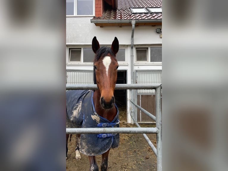 Westfale Stute 7 Jahre 160 cm Brauner in BlombergBlomberg