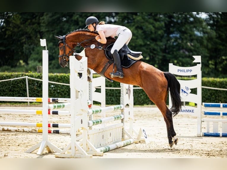 Westfale Stute 7 Jahre 160 cm Brauner in BlombergBlomberg