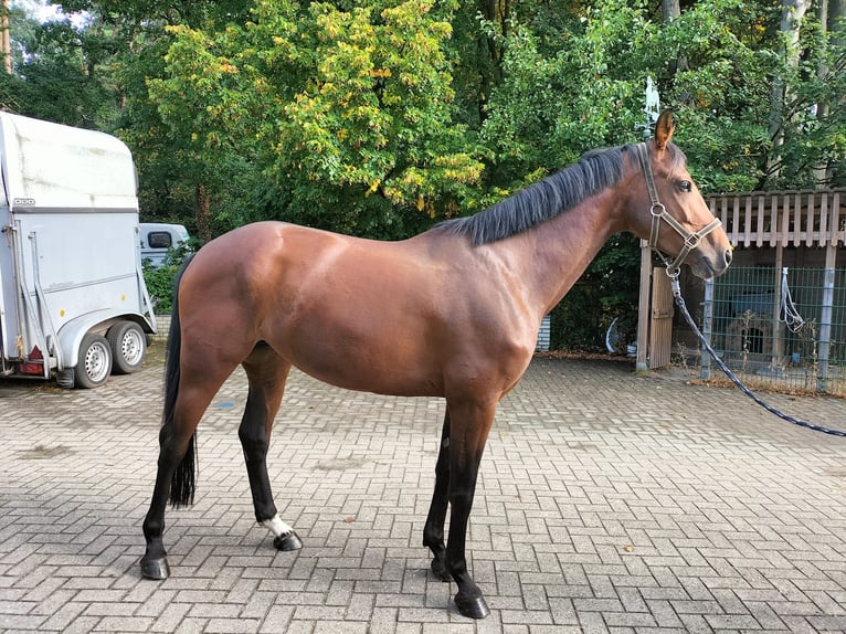 Westfale Stute 7 Jahre 160 cm Brauner in Ostbevern