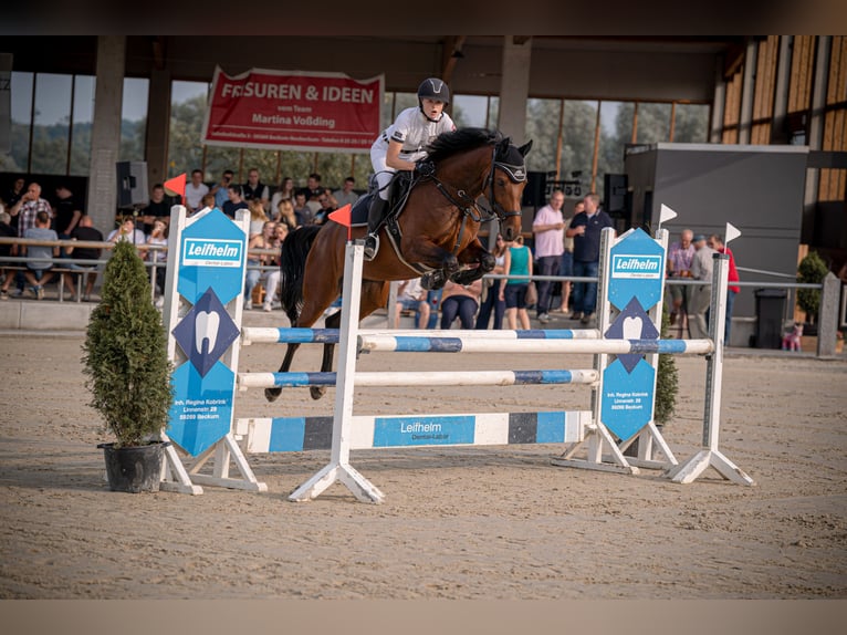 Westfale Stute 7 Jahre 160 cm Brauner in Ostbevern