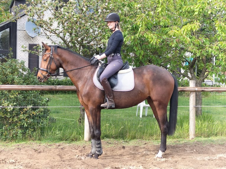 Westfale Stute 7 Jahre 160 cm Brauner in Ostbevern