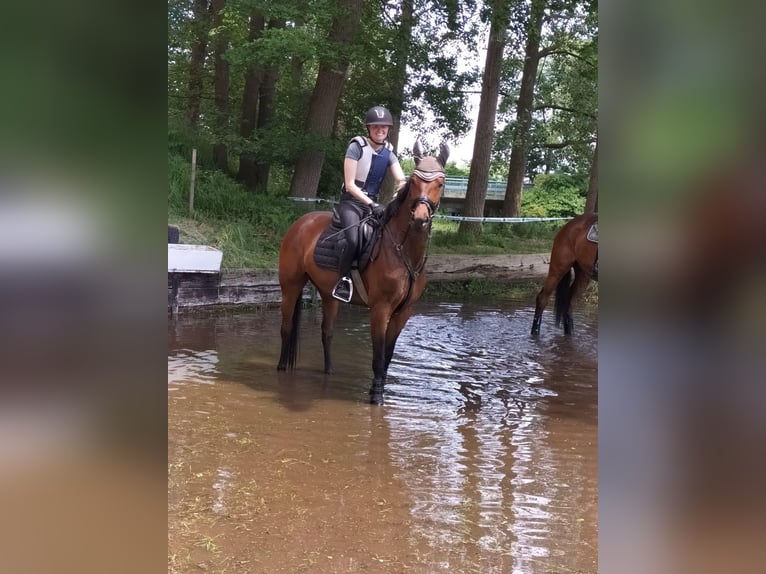 Westfale Stute 7 Jahre 160 cm Brauner in Ostbevern