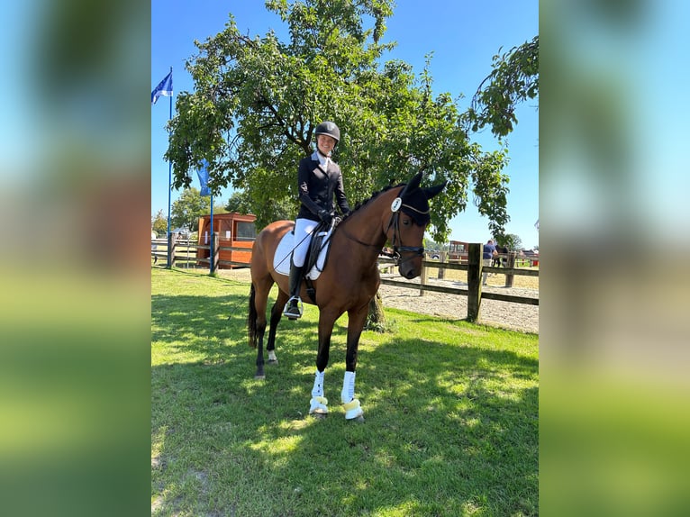 Westfale Stute 7 Jahre 160 cm Brauner in Ostbevern