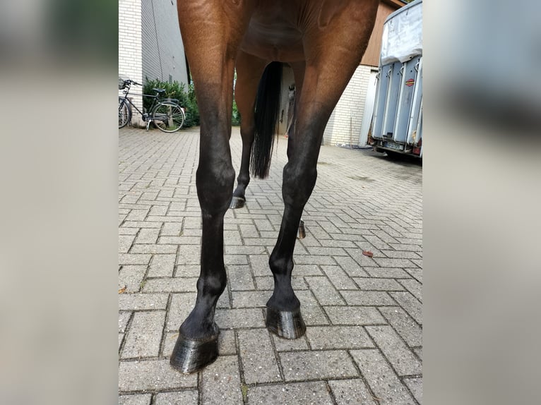 Westfale Stute 7 Jahre 160 cm Brauner in Ostbevern