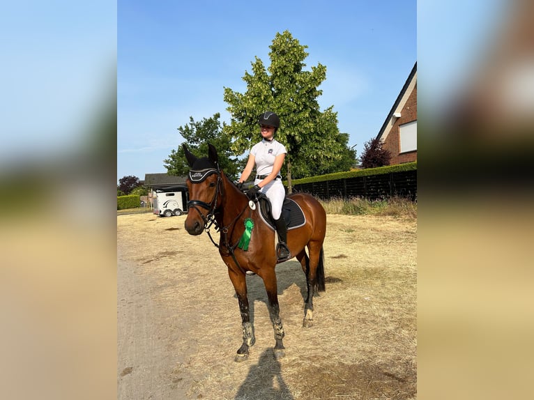 Westfale Stute 7 Jahre 160 cm Brauner in Ostbevern