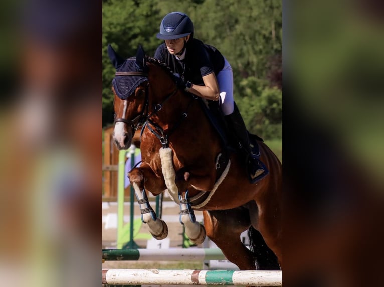 Westfale Stute 7 Jahre 160 cm Brauner in Schwerte