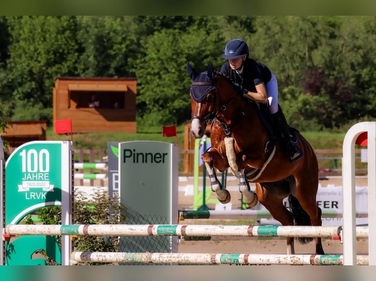 Westfale Stute 7 Jahre 160 cm Brauner in Schwerte