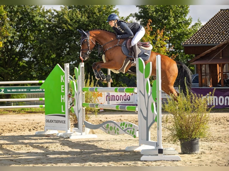 Westfale Stute 7 Jahre 160 cm Brauner in Schwerte