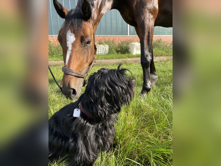 Westfale Stute 7 Jahre 162 cm Brauner in Bohmte