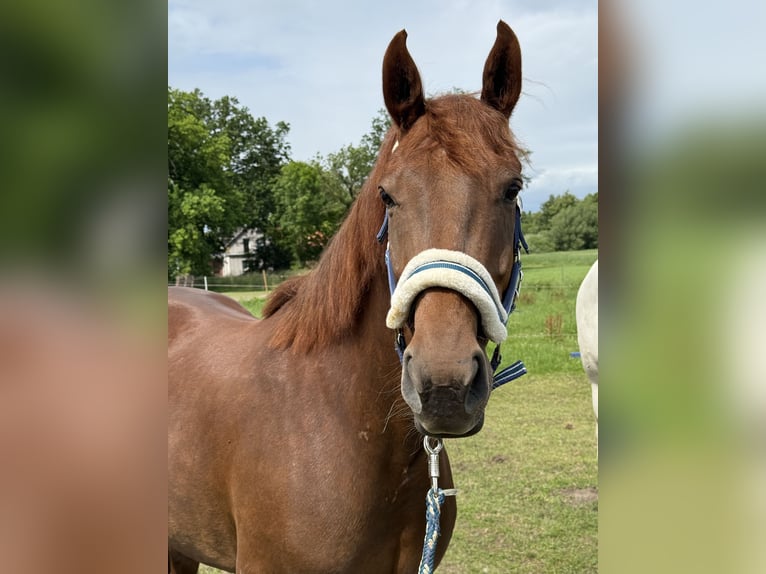 Westfale Stute 7 Jahre 162 cm Dunkelfuchs in Peine