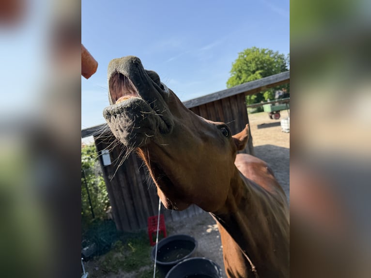 Westfale Stute 7 Jahre 162 cm Dunkelfuchs in Peine