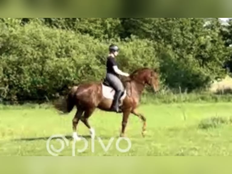 Westfale Stute 7 Jahre 162 cm Dunkelfuchs in Peine