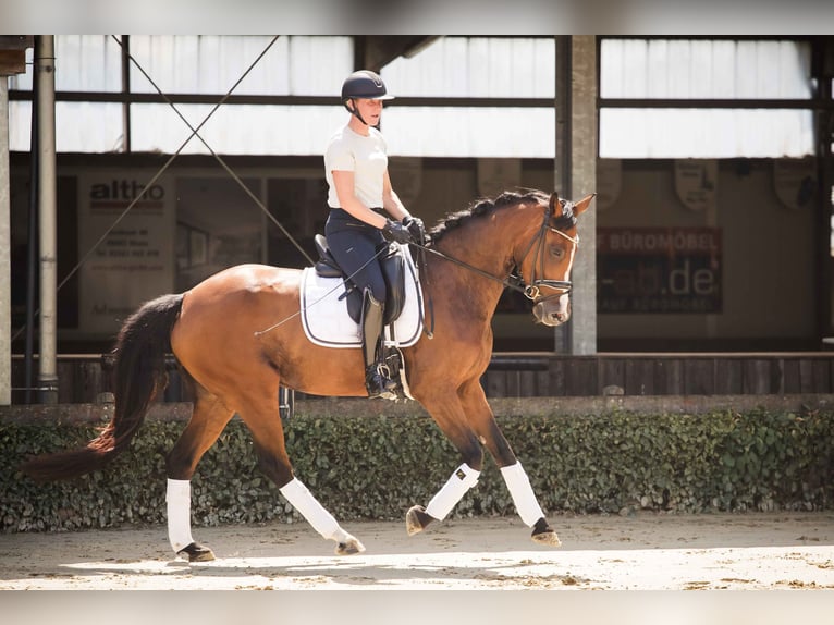 Westfale Stute 7 Jahre 163 cm Brauner in Ahaus