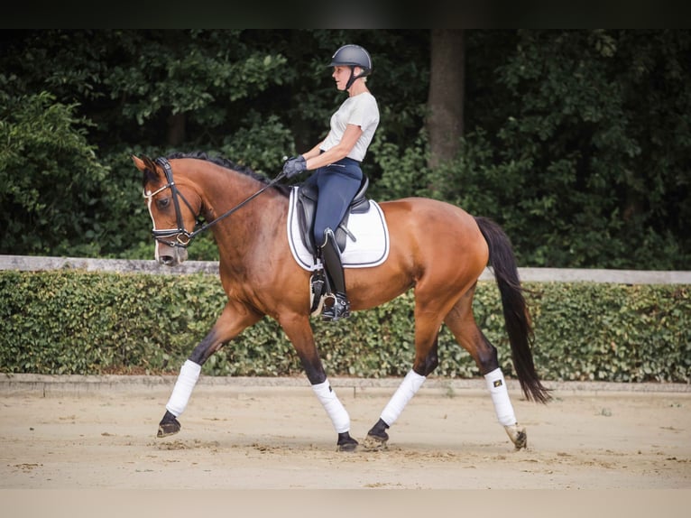 Westfale Stute 7 Jahre 163 cm Brauner in Ahaus
