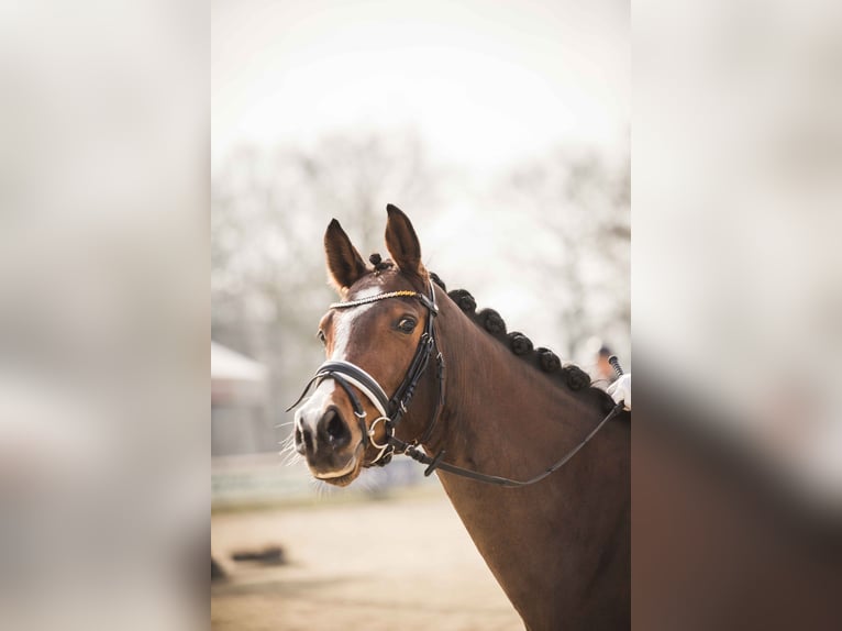 Westfale Stute 7 Jahre 163 cm Brauner in Ahaus